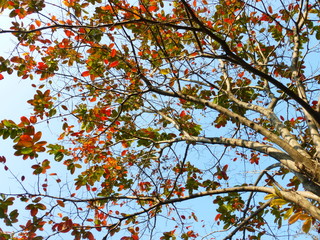In spring, the leaves of this kind of tree are turning red. They are very beautiful