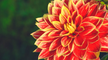 Beautiful flower. Red and yellow dahlia. Blurred green background. Close-up.