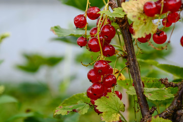 lose-up of ripe juicy red currant berry on a branch. Gardening.