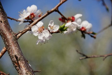Apricot tree blooms in spring
