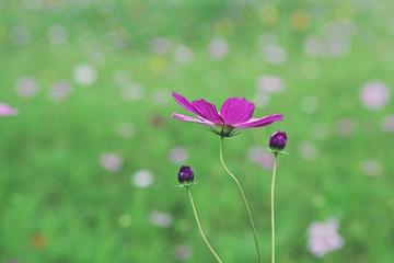 여름코스모스입니다