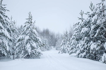 Winter scenery. Snowy forest. Cloudy foggy weather.