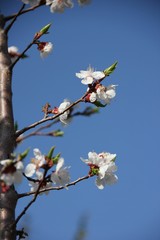 Apricot tree blooms in spring
