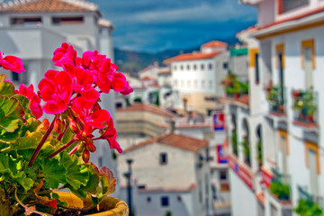 Fototapeta na wymiar Pink flowers in Competa, village, Nerja, Malaga, La Axarquia, Costa del Sol, Spain