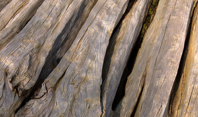 Hintergrund Holz Holzstamm