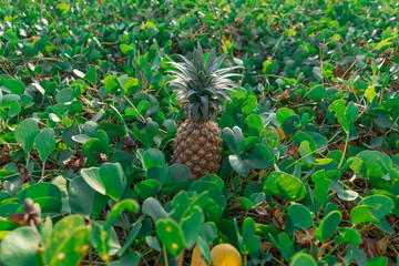 Juicy beautiful thai pineapple in the green grass at sunset. Photo is ideal for advertising, poster...