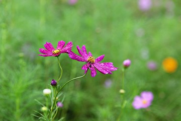 여름코스모스입니다