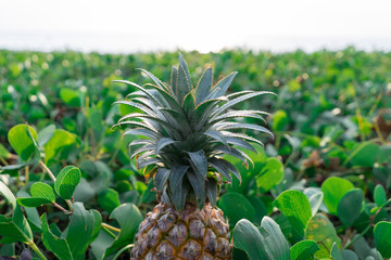 Juicy beautiful thai pineapple in the green grass at sunset. Photo is ideal for advertising, poster...