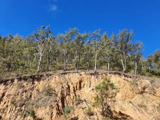 Fototapeta na wymiar Trees on a cliff