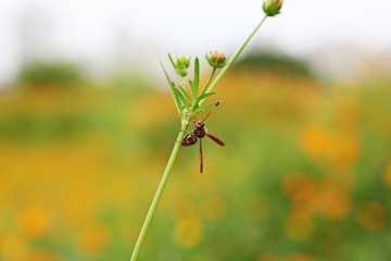 여름코스모스입니다