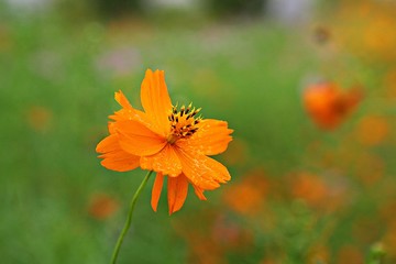 여름코스모스입니다