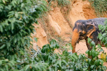 The adult asian elephant  feeding.