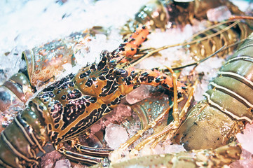 Fresh lobsters on ice.