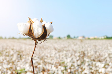 Cotton fields ready for harvesting in Antalya, Turkey.