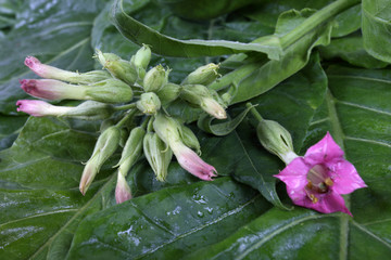 Obraz premium Tobacco leaves and flowers background