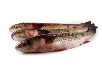 Pelengas (so-iuy mullet, Liza haematocheilus)