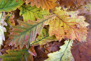 Autumn oak leaves background