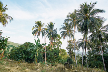 Landscape. Coconut palms in jungle.