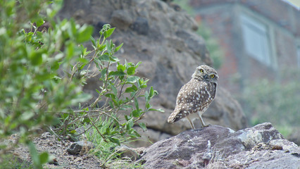 Athene cunicularia, a species of owl from South America, bird that looks back accompanied by green branches, bird with yellow eyes and brown feathers with white dots, similar to an owl.
