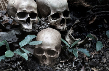 Three skulls and jaw put on old timber in the scary graveyard which has dim light ground background