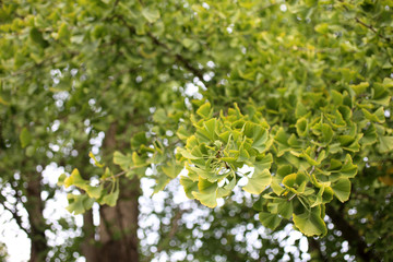 Fototapeta premium Ginkgo biloba tree
