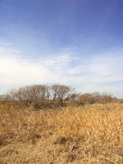 冬枯れの江戸川河川敷風景