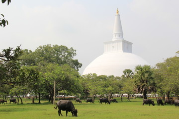  a temple somewhere in Sri Lanka