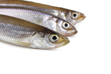 Smelt fishes isolated on white