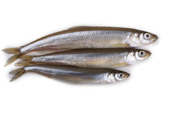 Smelt fishes isolated on white