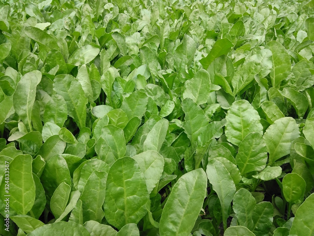 Wall mural fresh lettuce growing in the garden, spinach in field, palak