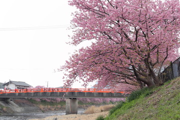 Fototapeta na wymiar 河津桜の風景