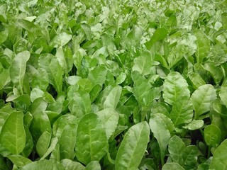 fresh lettuce growing in the garden, Spinach in field, palak