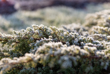 moss on tree