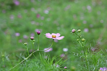 여름코스모스입니다