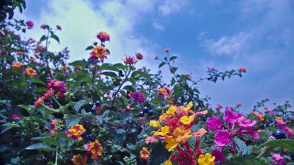 bush with small yellow, red, pink and violet flowers show the flowers in the foreground and in the background other branches of the bush with the blue sky and a few clouds.