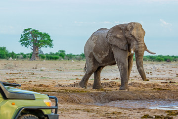 Safari