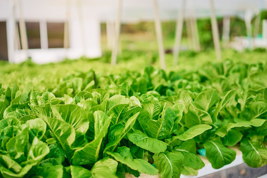 Hydroponic technology. Green lattuce salad plant growing in greenhouse.