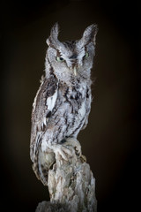 screetch owl on black background