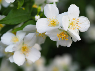 Jasmine flowers are beautiful in the summer.  Blooming Jasmine photographed in close-up.