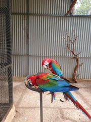 Red and Green Macaws in park