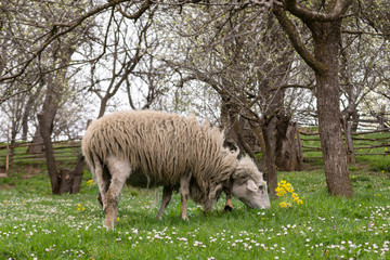 Obraz na płótnie Canvas Sheep eating grass