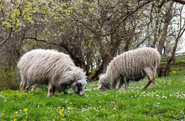 Sheeps eating green grass