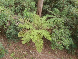 green fern in the rainforest