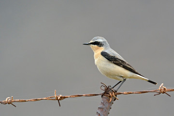 Northern Wheatear or Wheatear - Oenanthe oenanthe, Crete	