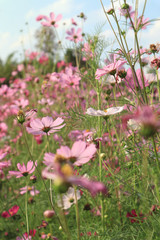 Beautiful cosmos flowers in the field