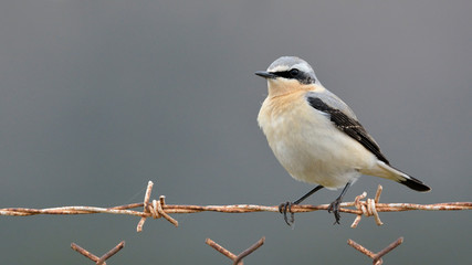 Northern Wheatear or Wheatear - Oenanthe oenanthe, Crete	