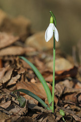 White flower Snowdrop, Galanthus nivalis