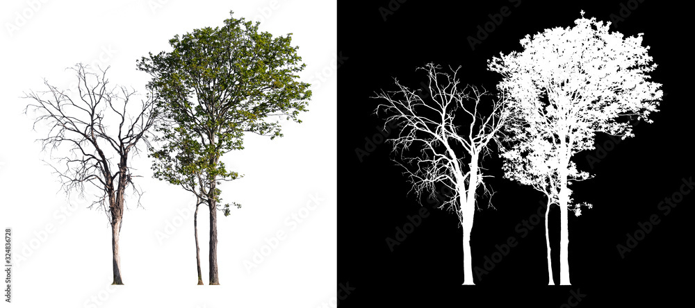 Poster isolated tree on white background with clipping path