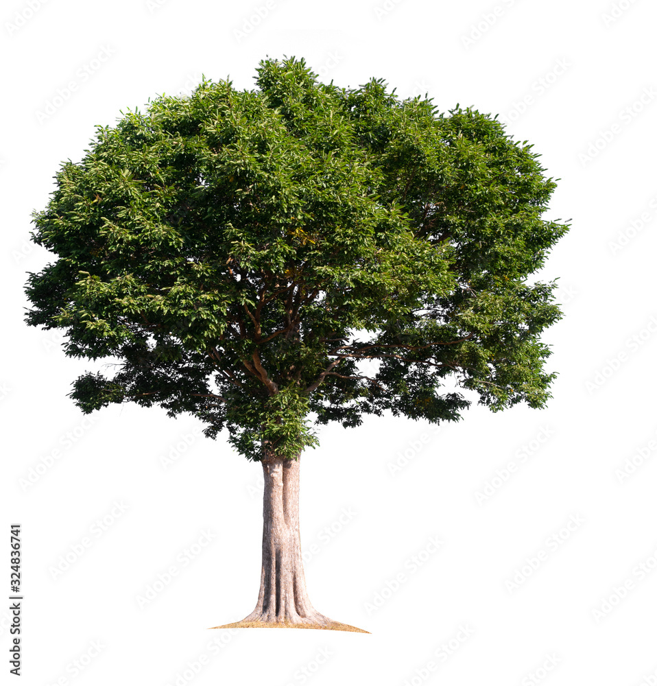Poster solated tree on white background