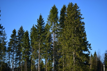 pine forest